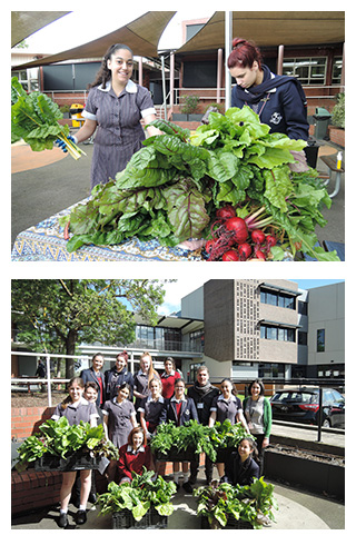 Our Lady of Mercy College VCAL students growing vegetables to feed the hungry