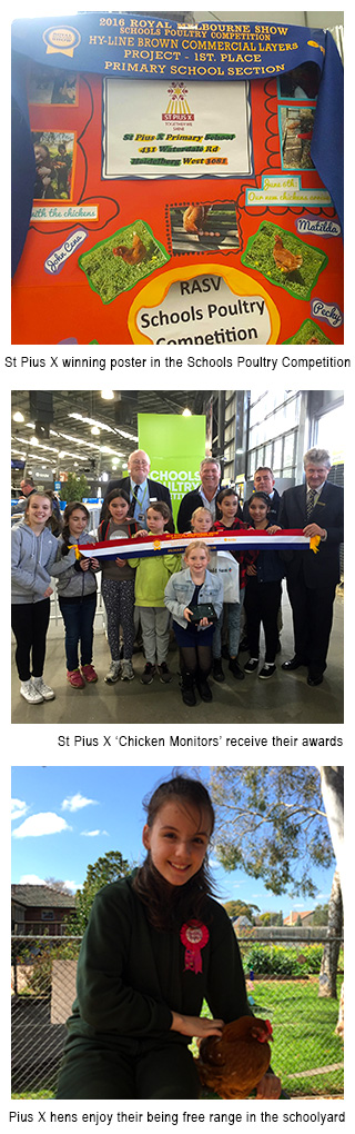 Image 1 - St Pius X students award winning poster at the Royal Melbourne Show. Image 2 - St Pius X students with their ribbon at the Royal Melbourne Show. Image 3 - St Pius X student caring for chicken.