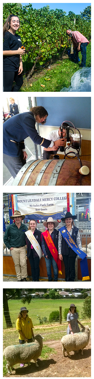 Young Farmers at Mount Lilydale Mercy College learning outside the classroom