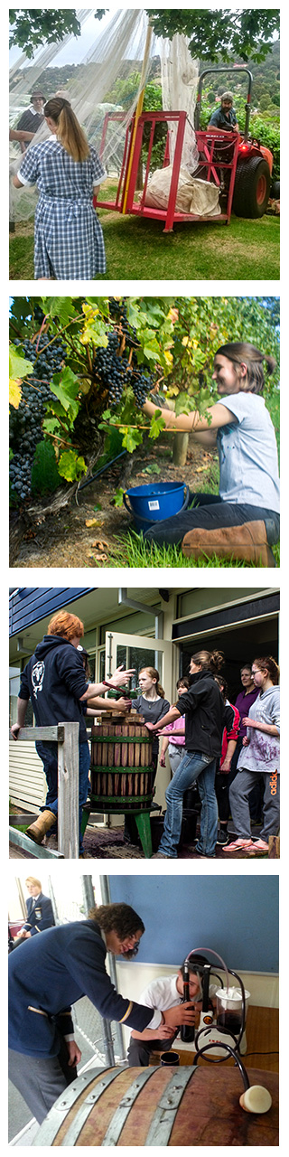 Mount Lilydale Mercy College students making wine